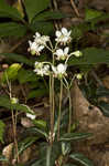 Pipsissewa <BR>Spotted wintergreen